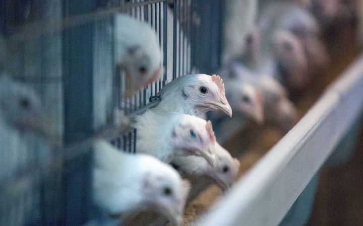 Quş qripi monitorinqlərinin nəticələri açıqlandı