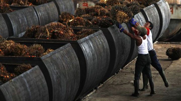 Palma yağının qiyməti yeni rekord səviyyəyə yüksəldi