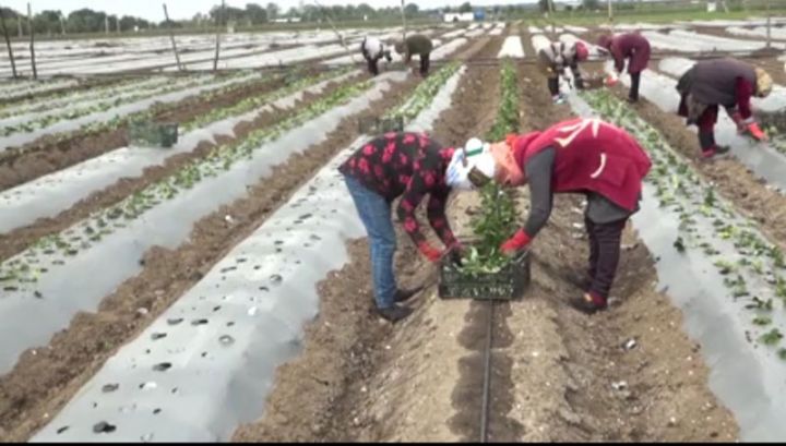 Cəlilabadda çiyələk əkininə başlanılıb