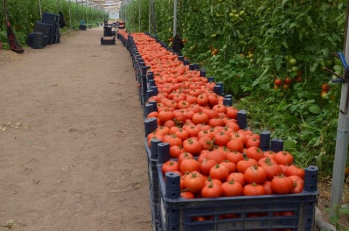 Qızıl 1-ci, pambıq 2-ci, pomidor 3-cü yerdədir