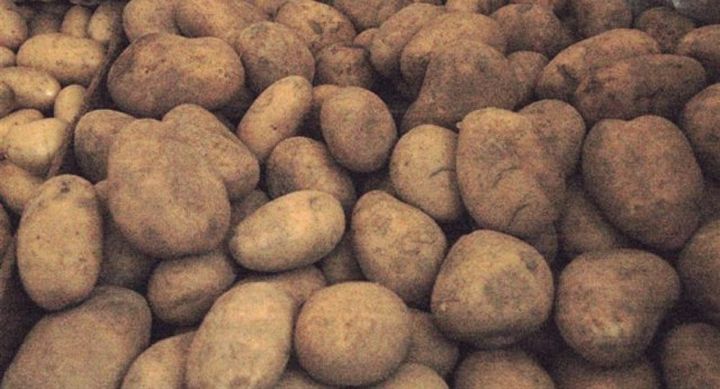 Azərbaycan İran kartoflarında çox təhlükəli zərərverici aşkar etdi