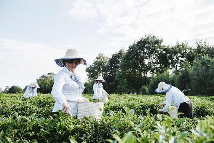 Meşə Fondu torpaqlarında çay plantasiyasının salınmasına dair açıqlama
