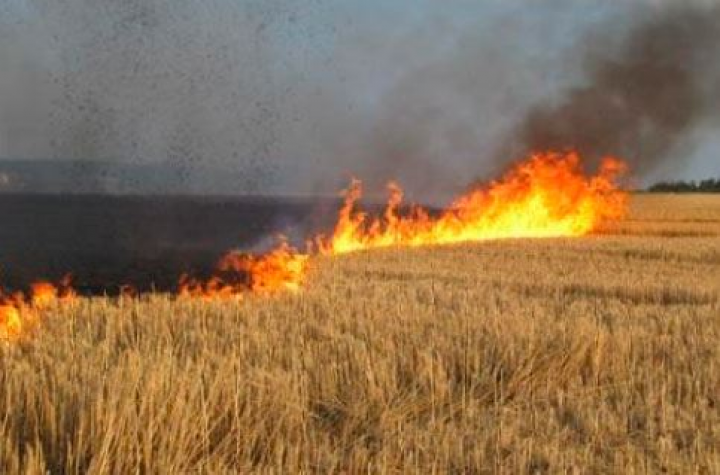 Əkin sahələrində yanğınlarla bağlı sığorta ödənişləri ediləcək - MÜRACİƏTLƏR BAŞLAYIB