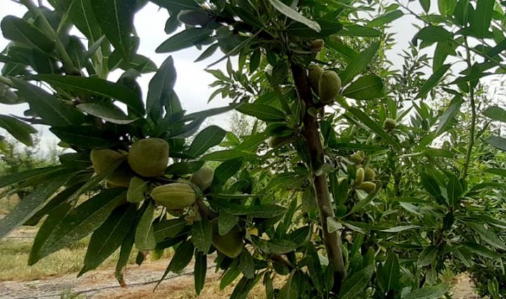 "Bu il məhsuldarlıq daha yaxşıdır, çox məhsul yığılacaq"