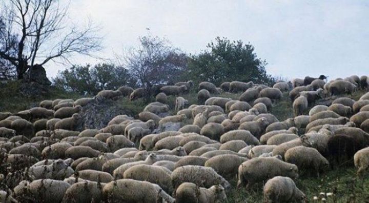 Azərbaycanda qoyun və keçilərin güzəştli sığortası başlayıb - ŞƏRTLƏR, MƏBLƏĞLƏR, MİSALLAR