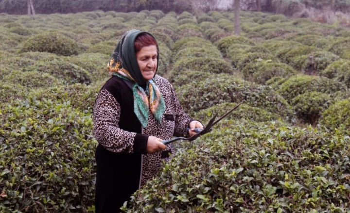 "Bu il emal müəssisələri bir kiloqram yaşıl çayı 1 manat 10 qəpiyə qəbul edib"