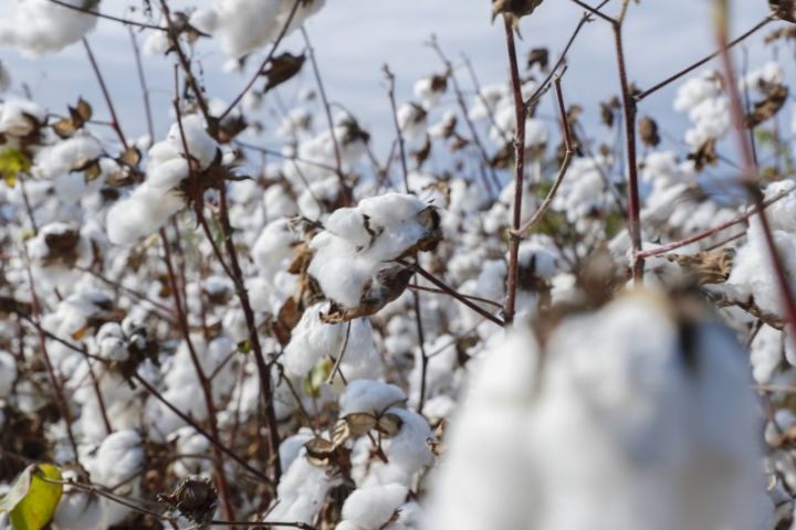 Bugünədək nə qədər pambıq yığıldığı açıqlandı