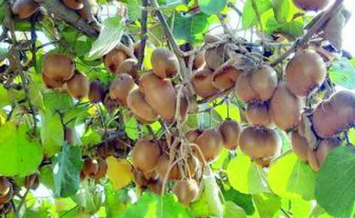 Azərbaycanın “Sitrus Bağı”ndan 40 tona yaxın kivi toplanıb, əsasən, xarici bazarlara göndərilib