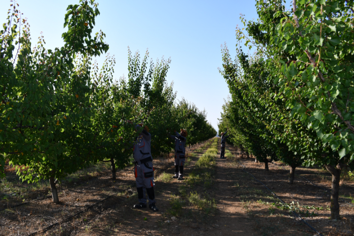 62 milyon manatlıq aqroparkda 100 nəfər işlə təmin edilib