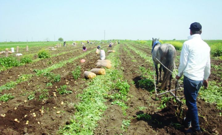 "Martda yağan qarın şaxtası kartofu bərk qorxudub. Biz istədiyimiz kimi alınmadı"