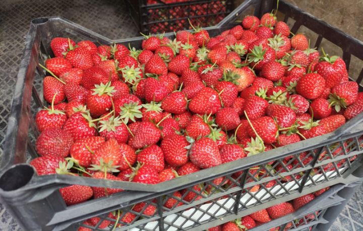 Xaçmazda çiyələk sahələrindən mövsümün ilk məhsulu yığılır - QİYMƏT