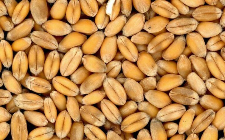 Taxıl böhranı aradan qaldırıldı, buğdanın qiyməti aşağı düşdü