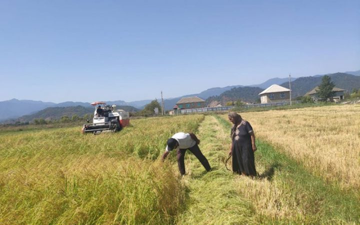 Bu düyülər elə dəyirmanda satılır