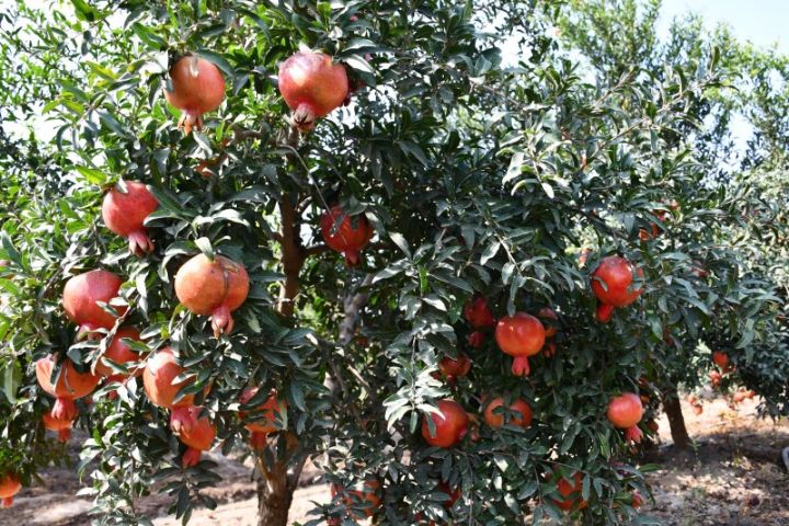 “İD-Aqropark” hər hektardan 10 ton nar yığımağı planlaşdırır - 7000 HEKTAR SAHƏ, 300-DƏN ÇOX İŞÇİ