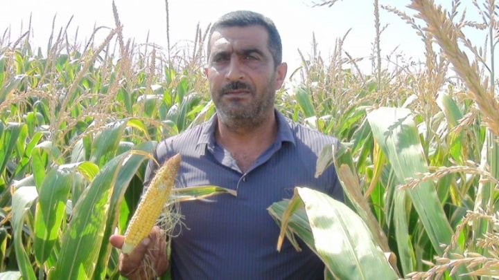 "Bu il  1 hektardan 10 ton məhsul gözləyirik"