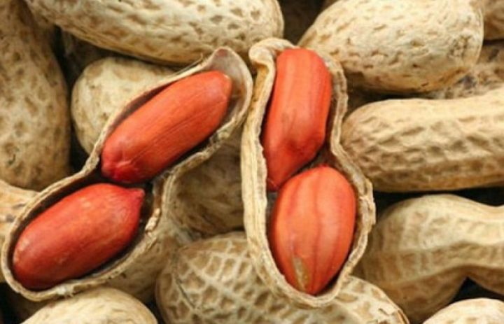 “Buta Çərəz” şirkətinin 54 ton yerfındığı təhlükəli çıxdı, məhvinə qərar verildi