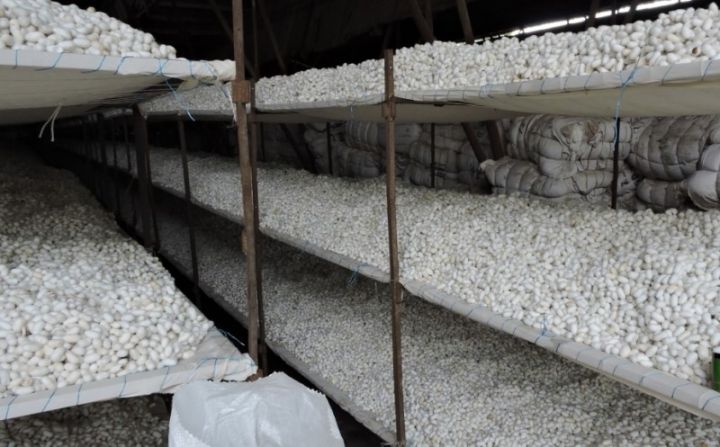 Azərbaycanda baramanı yığan şirkətin satışdan gəliri kəskin azalıb, zərəri artıb