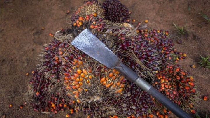 Palma yağının qiyməti son 4 ayın ən yüksək səviyyəsində