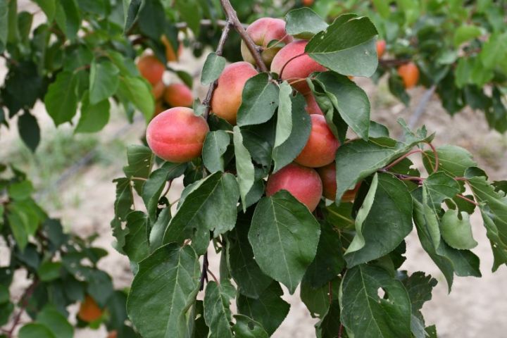 Azərbaycanda meyvə bağlarına aqrar sığorta ödənişləri 18 dəfə artıb