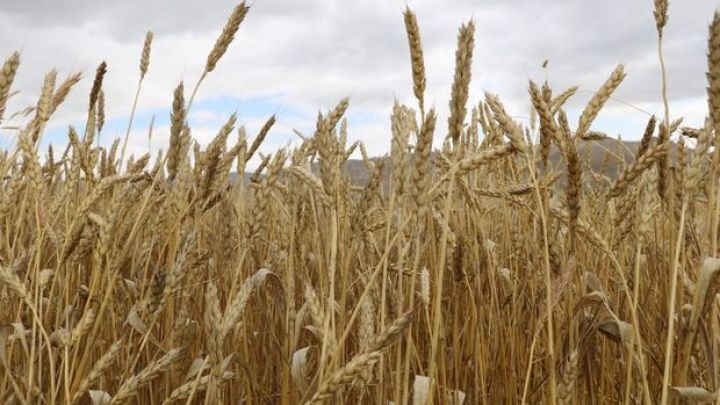 Putin: Bu il 55-60 milyon ton taxıl ixrac edəcəyik