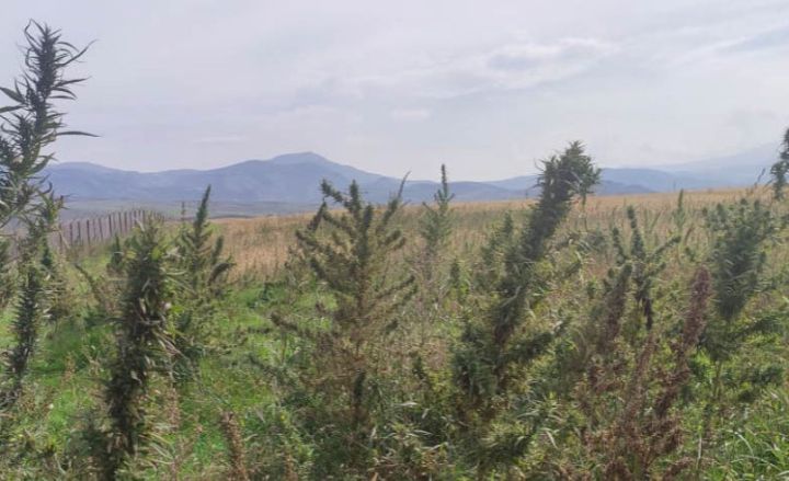 Xocalıda 100 hektarlıq narkotik plantasiyası aşkarlanıb