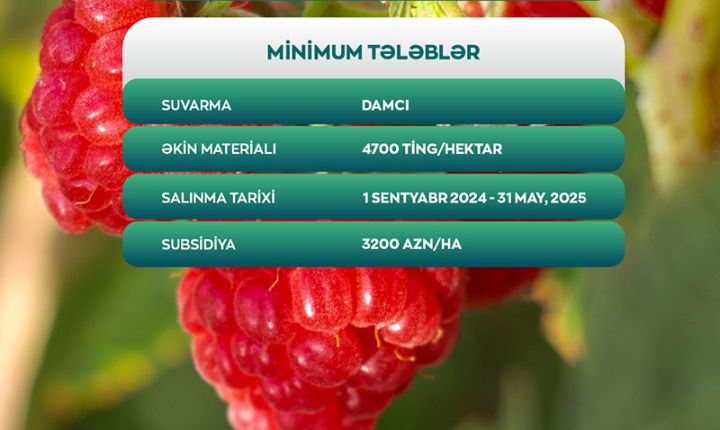 Moruq bağları salan fermerlərə hər hektara görə 3200 manat birdəfəlik əkin subsidiyası veriləcək