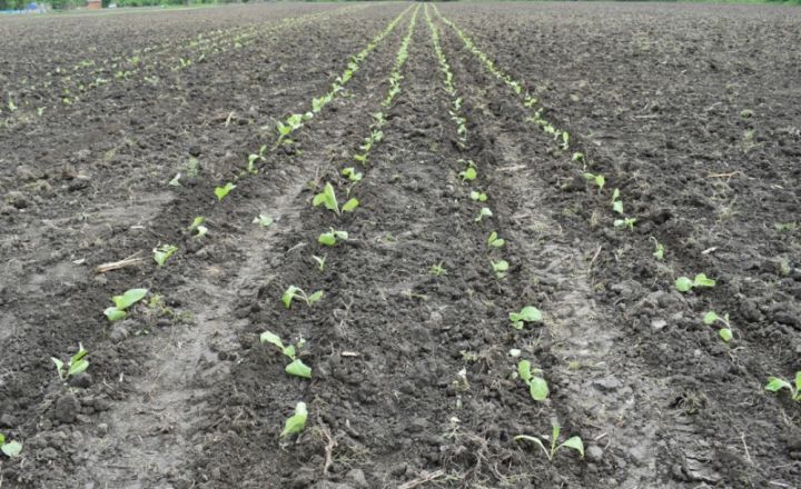 Şirkət  87 hektar sahədə tütün əkib