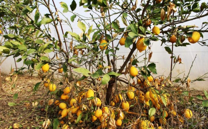 Lənkəranda limon bağları şaxtalı havalardan necə mühafizə olunur?