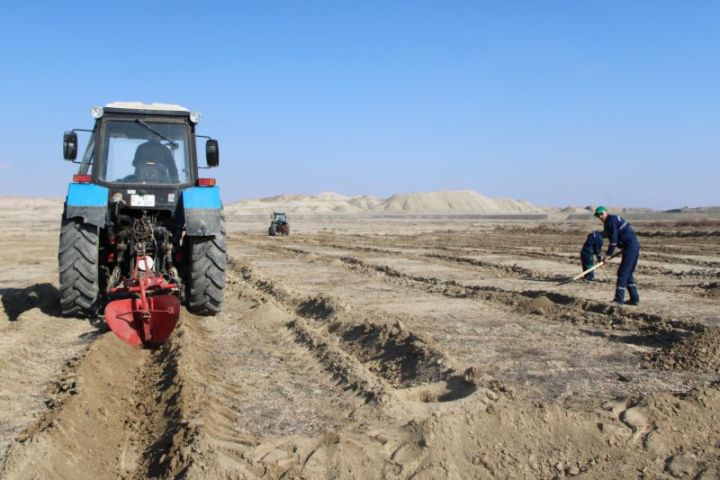 2 hektarlıq ərazidə yeni tut bağı salınır