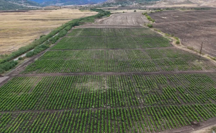 Qarabağ Dirçəliş Fondu tut bağının salınmasına maliyyə dəstəyi ayırıb