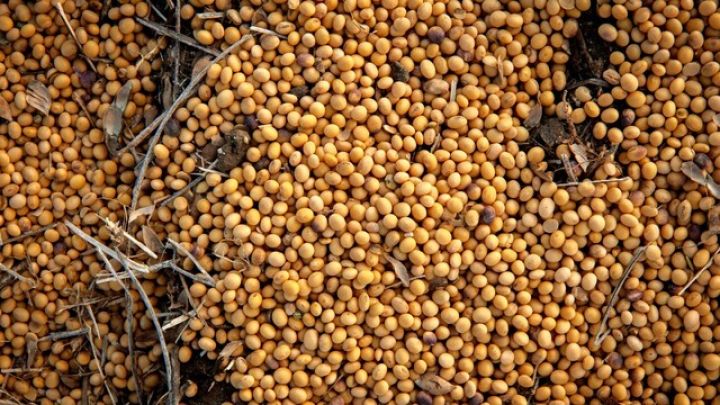 Çin ABŞ-dan hər il 25 milyon ton soya alacaq