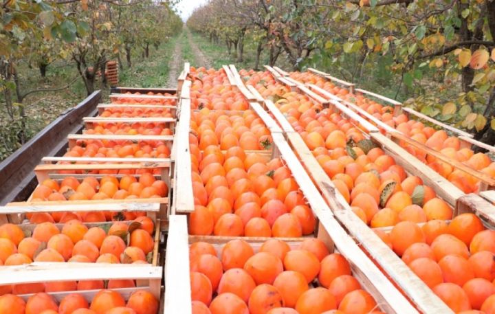 Azərbaycandan xurma ixracı azalıb