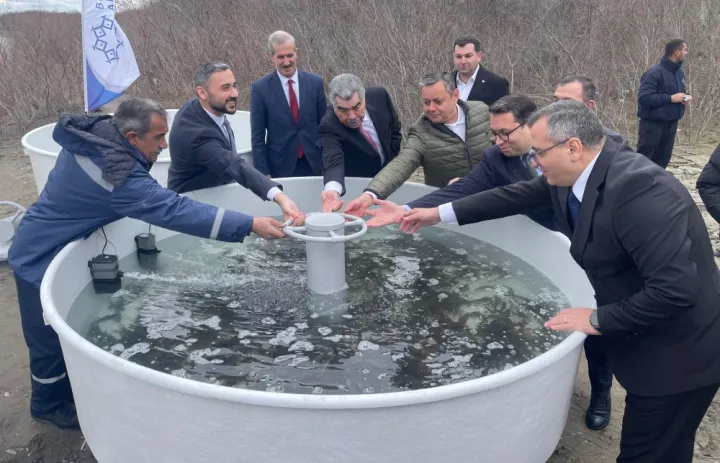 Kür çayına 4 000 ədəd çəkikimi balıq körpələri buraxıldı