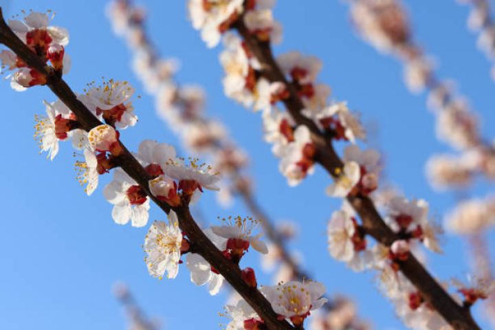 Martın 19-da gözlənilən hava şəraiti