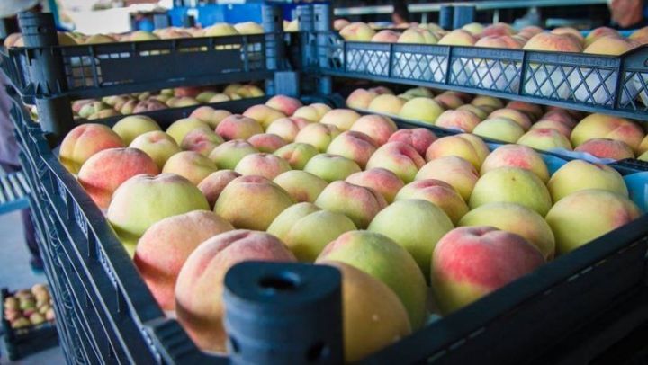 Gürcüstanın şaftalı ixracının 11 faizi Azərbaycanın payına düşüb