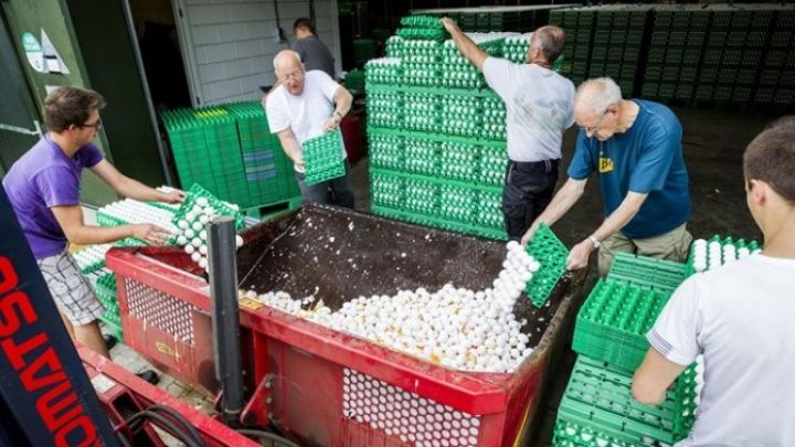 Fermalar bağlanır, məhsullar satışdan çıxarılır - "Zəhərli" yumurta böhranı  