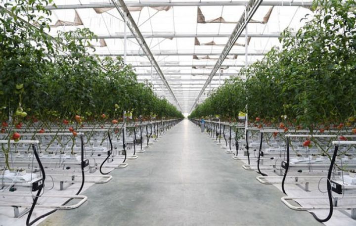 Azərbaycan ərazisinin 3 min hektarı istixana oldu - 400 MİLYON SƏRMAYƏ