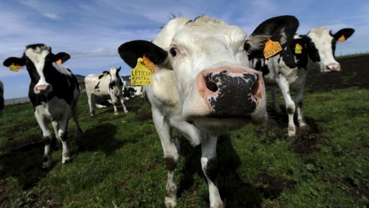 Qlobal cins heyvan bazarına baxış