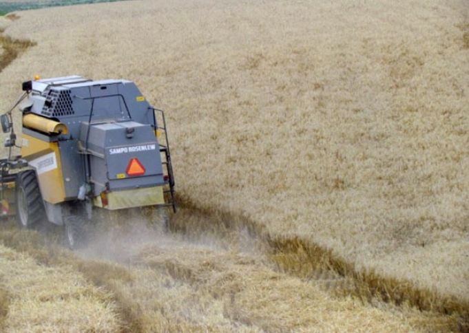 "Birinci Şıxlı" hektardan 35-38 sentner məhsul götürür