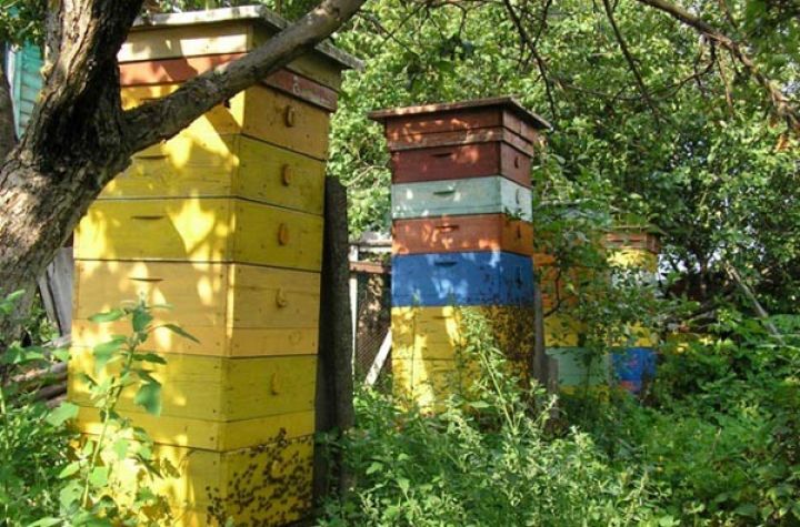 Xərci az, gəliri çox - Bu biznesə maraq artır