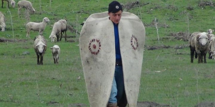 1800 manat maaşla çoban tapılmır 