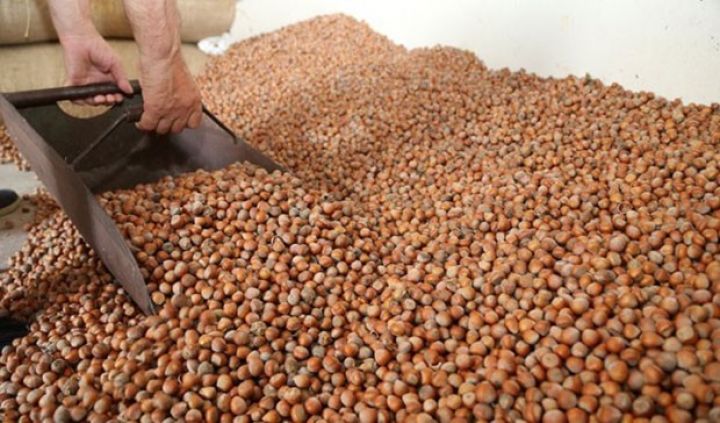 Zaqataladan İsveçrəyə ixrac olunacaq