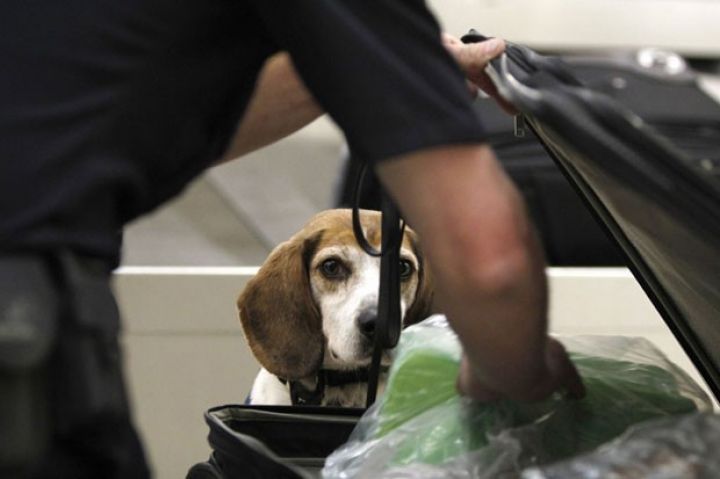 "Yük terminalındakı şəraitə görə gömrük cavabdeh deyil"