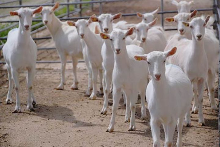 “Padar Aqro”  keçi və arı saxlayacaq
