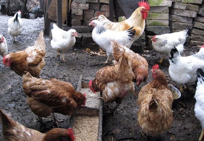 “Quş qripi”nin Azərbaycana keçmə təhlükəsi varmı?