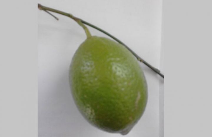 Lənkəranda yeni limon növü yetişdirilib - ucuz başa gəlir, çox bar verir