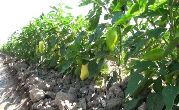 Gəlirli olduğundan maraq artıb - hektardan 50-60 ton məhsul götürəcəklər