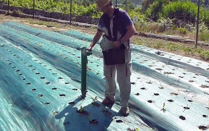 Lənkəranda Yaponiyadan gətirilmiş yeni növ çay bitkisi əkilib