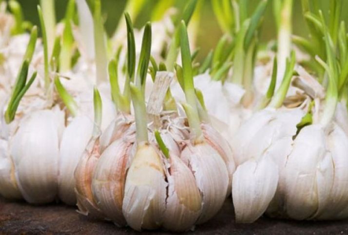 Sarımsaqdan yaxşı mənfəət götürən fermer əkini 8 hektar artırıb