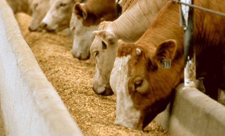 Aqropark taxıl və yem bitkiləri alır